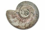 Iridescent, Pyritized Ammonite (Quenstedticeras) Fossil - Russia #336211-1